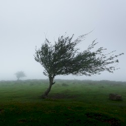 Everybody Knows the Way the Wind Blows