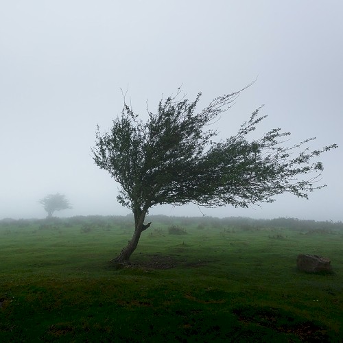 Everybody Knows the Way the Wind Blows