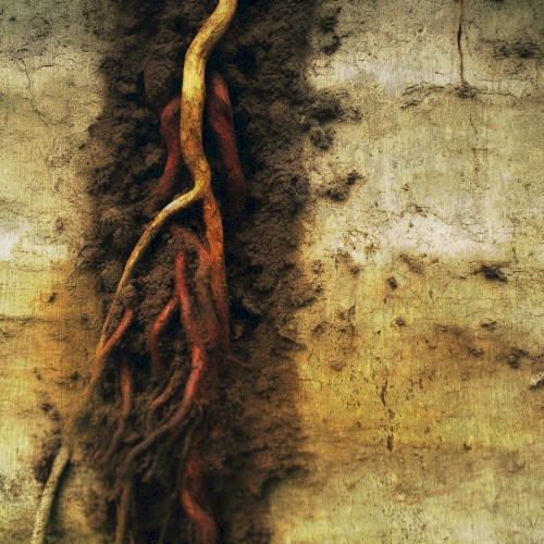 Snared
