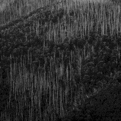 Machine Forest