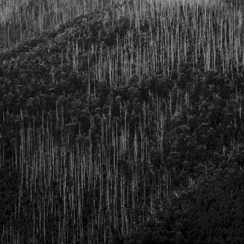 Machine Forest