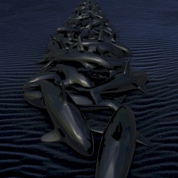 Beluga