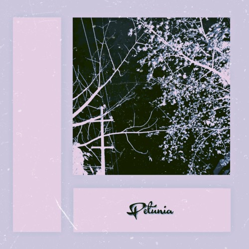 petunia