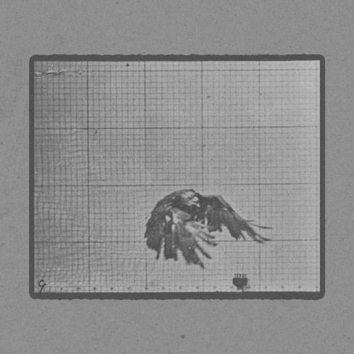 American Eagle Flying Near the Ground