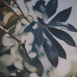 Conifer