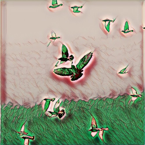 Free as a bird