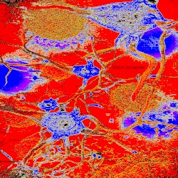 Silent Synapses