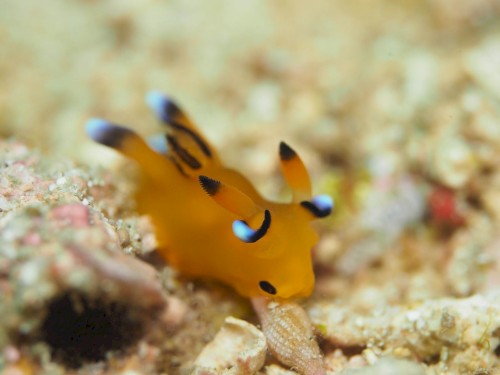 Thecacera pacifica