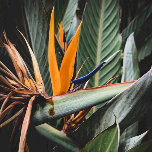 Tropical Flower