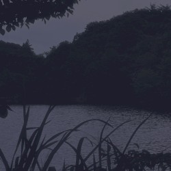 Forest Slumber