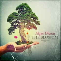 The Blossom