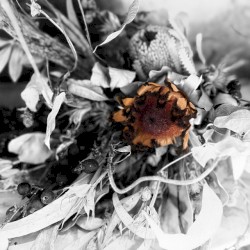 Brand new inner bloom