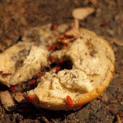 bug crawl