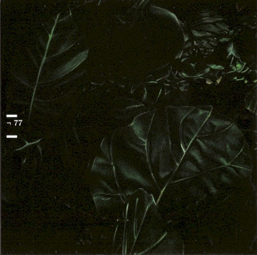 Spex CD #77