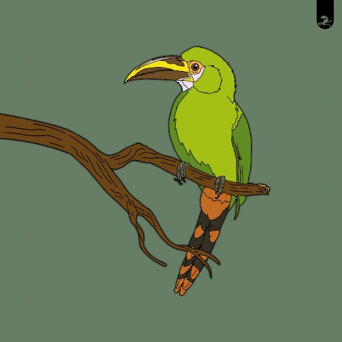 Toucanet / Motmot