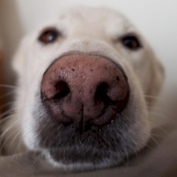 Always Love You (Like a Good Ole Dog)