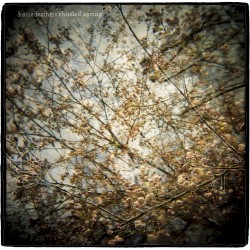 Thistled Spring