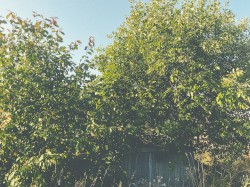 summer lawns