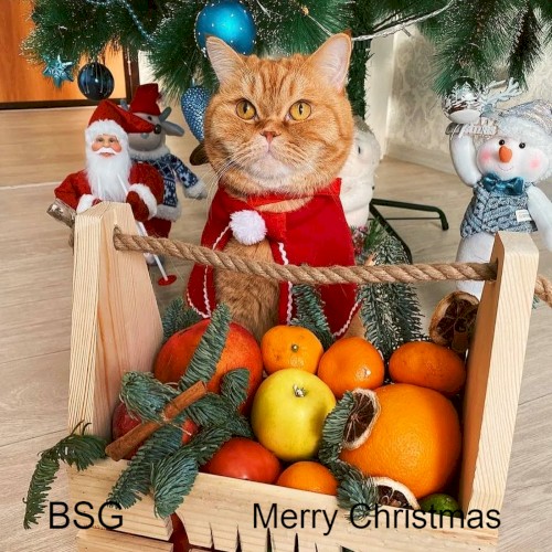 Merry Christmas