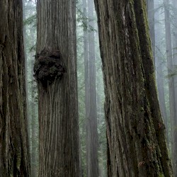 Echoes of the Wood: Branch IX