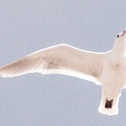 Soar