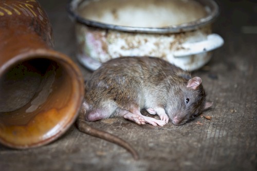 Whenever the Pain of Forced Separation Hits Us Blind, We Become Helpless Like Rats in a Clean Kitchen