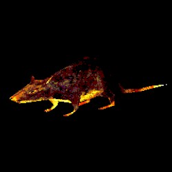 rat attack!
