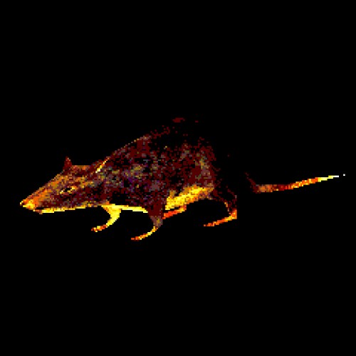 rat attack!