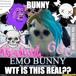 I LIKE BUNNIES