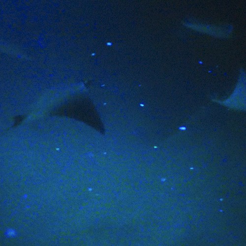 Aquatic Observations