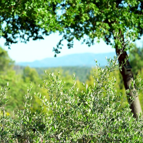 Provence (improvised – no intro)