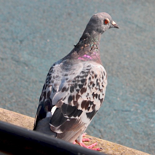 Pigeonbird