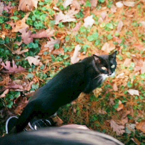 when autumn leaves fall