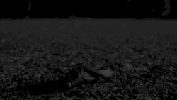 Bug Catcher / Hypnagogue