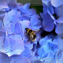 Pollen