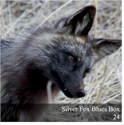 Silver Fox Blues Box 24