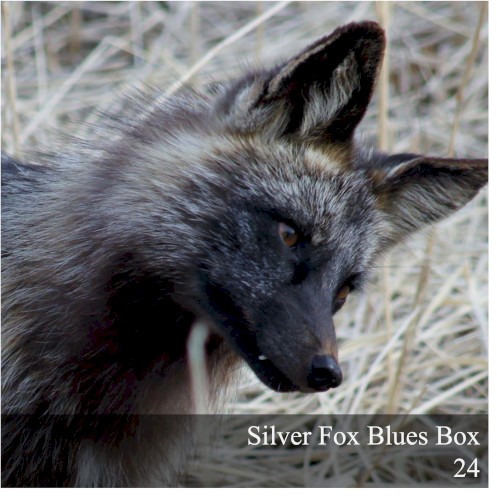 Silver Fox Blues Box 24