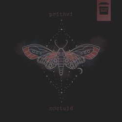 Noctuid