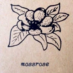 Moss Rose