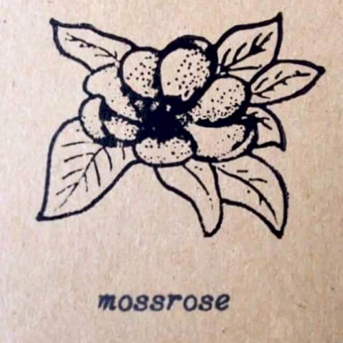 Moss Rose