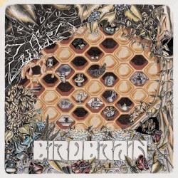 Birdbrain