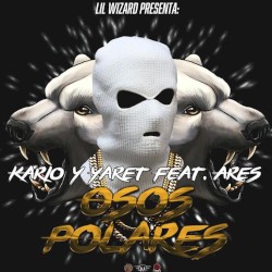 Osos polares