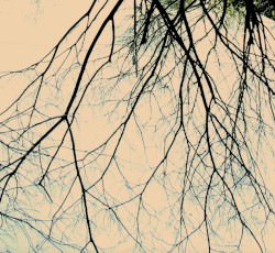 transient sleep