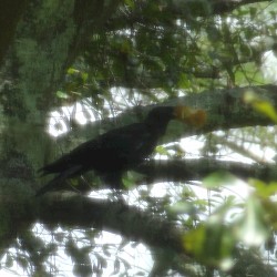 crow eat donut
