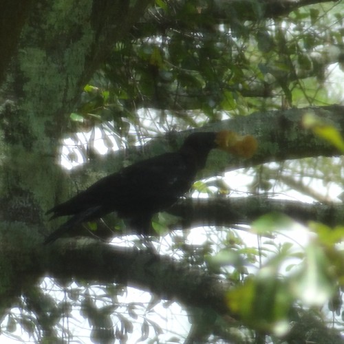 crow eat donut
