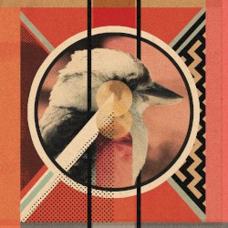 Kookaburra