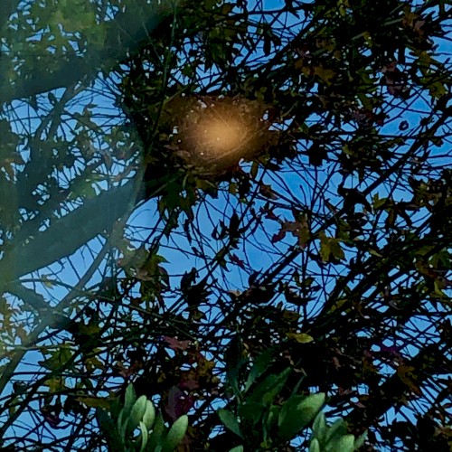 Verschütteter Frühling