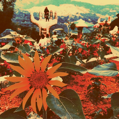 Life on Bird Mountain