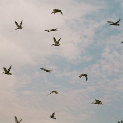 Strength in Numbers
