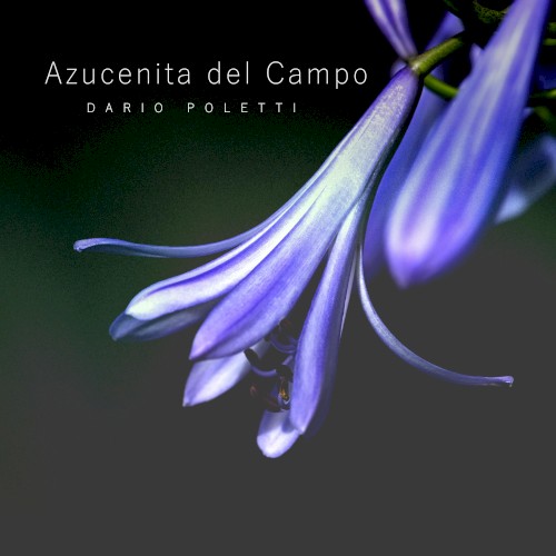 Azucenita del campo